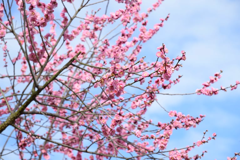 《早春の絶景散歩》紅白の梅の先には瀬戸内海、園内には古墳も！西日本随一の梅の名所「綾部山梅林」へ【兵庫県】