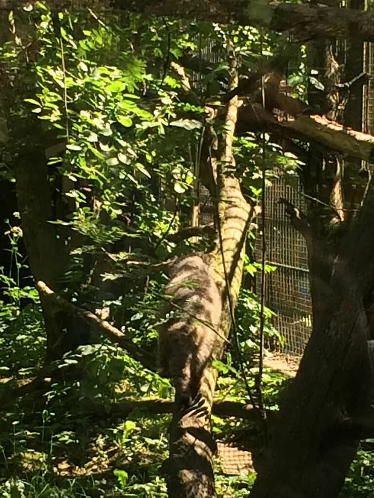 フィンランドのコルケアサーリ動物園のマヌルネコ。