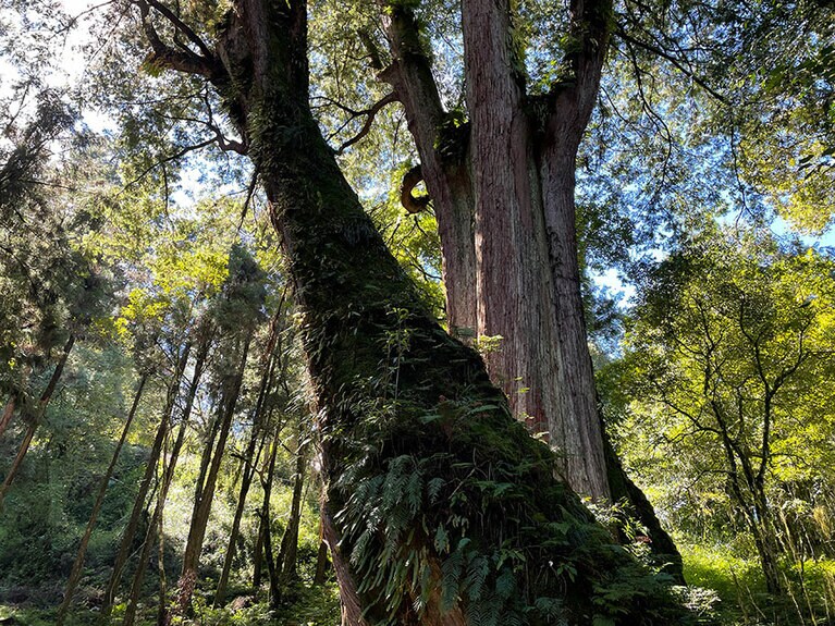 間近で見る木々は圧巻。このような木々はエリア内の複数箇所で見られます。