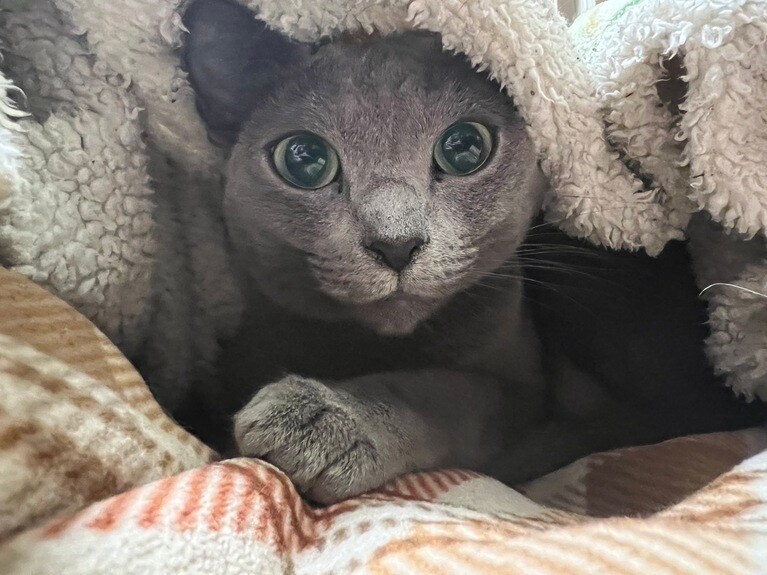こはる ♀ 3歳。毛布に包まる姿に家族全員メロメロです（naokonさん）