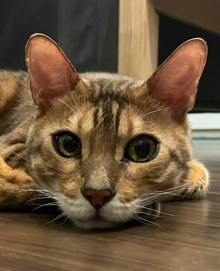 ガル オス 10歳。毎晩、家の中をパトロールするのが日課です。そのパトロールについてこい！と誘われます。（ガルさんさん）。