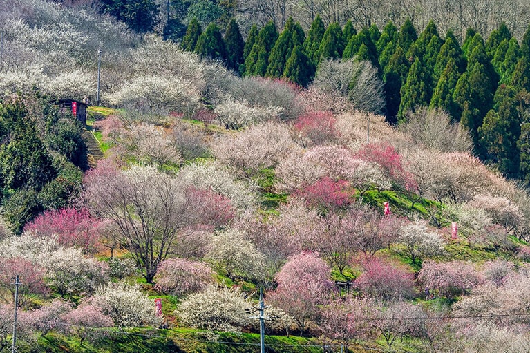 【岡山県】梅の里公園。