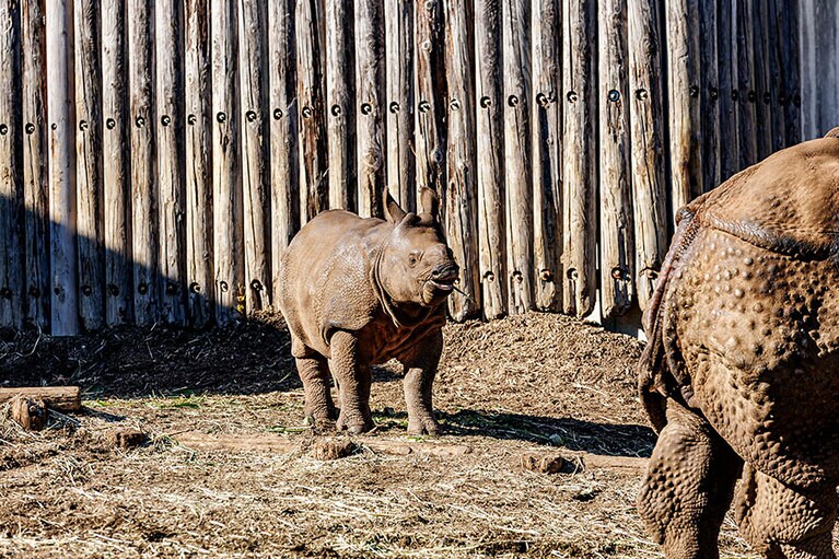 インドサイのゴポン、デコポン親子。