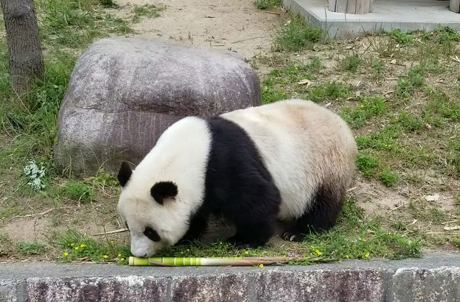 神戸市立王子動物園で暮らしたタンタン。（筆者撮影、以下同）