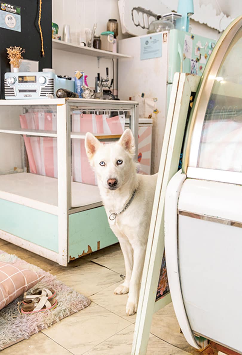 看板犬のニコ。
