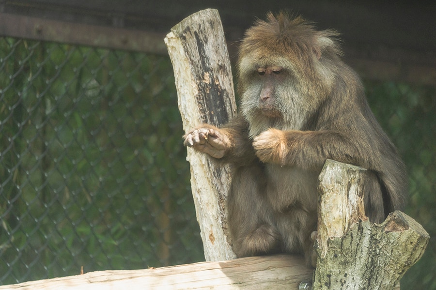 パラパラと。集中して何かに取り組んでいる動物の姿をじっくりと観察すると“人間みたい”な動作に出合える驚きも。