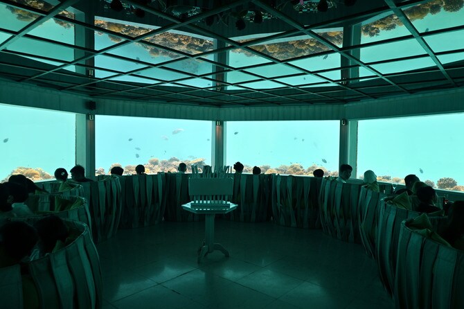 ランチでは明るい水中世界を楽しめます。