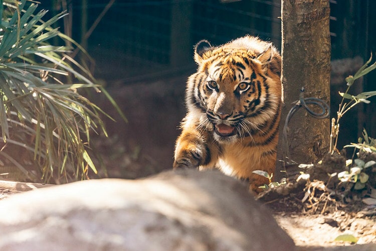 26年ぶりに上野動物園で誕生！ スマトラトラの4頭の子どもたち【写真全