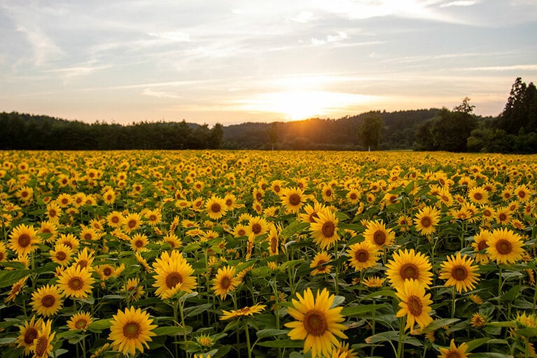 山の楽校のひまわり畑。
