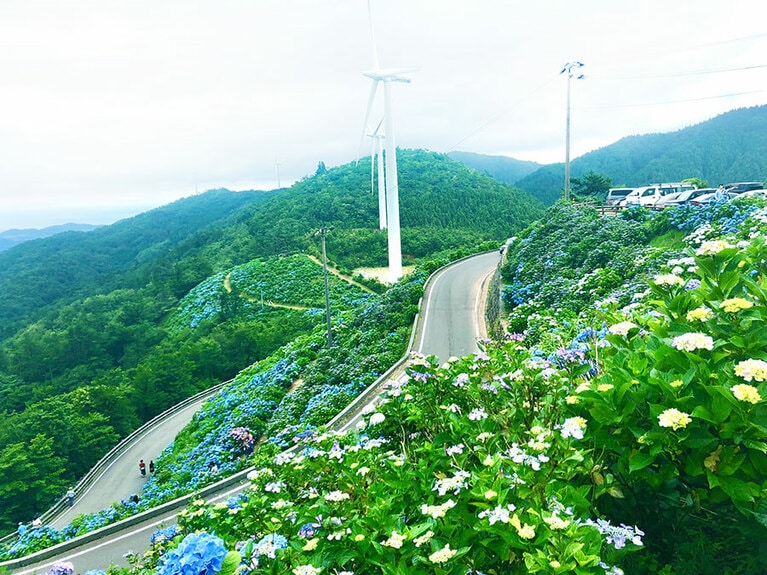 大川原高原のあじさい。