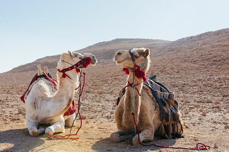 夕暮れ時に砂漠へ出発するキャメルトレッキングは魔法のような砂漠体験。