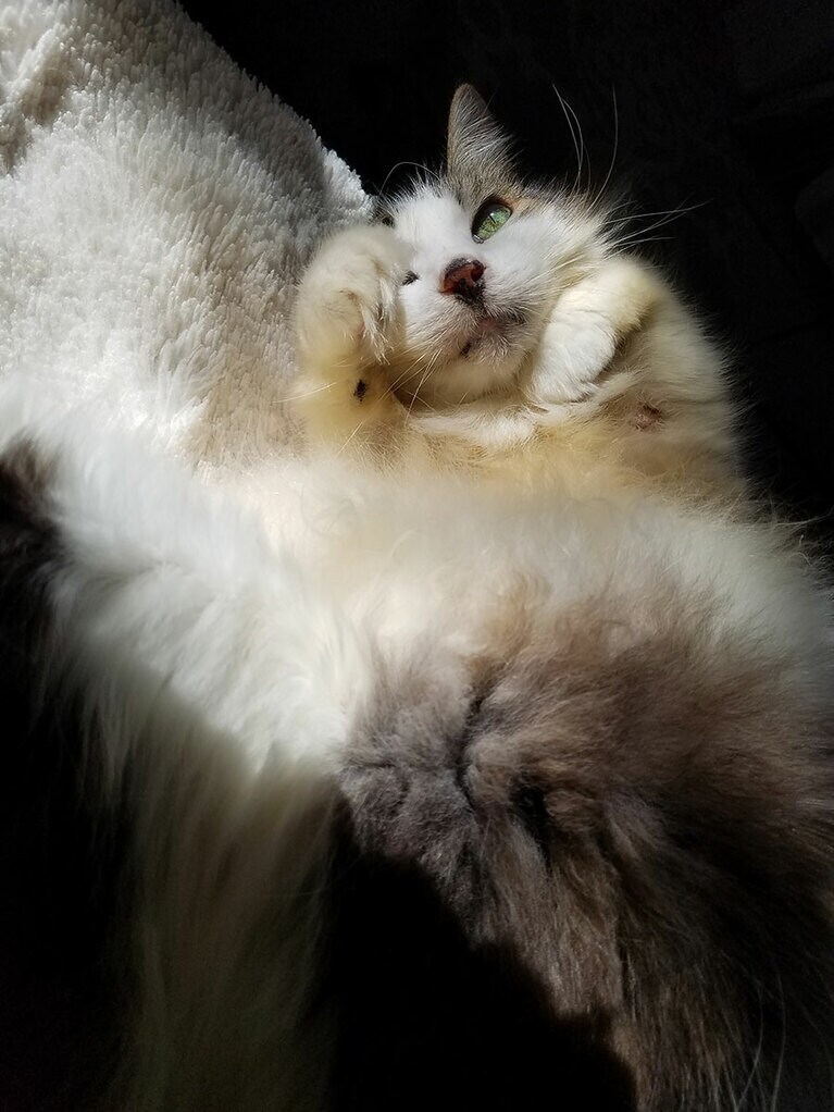 Snowy ♂ 16歳。ラムネの瓶色の瞳がきれいな甘えん坊です。眠くてソファーに寝転がっているところに窓からの陽がドラマチックな演出をしてくれているのに気づき、すぐに写真を撮りました。