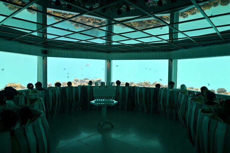 ランチでは明るい水中世界を楽しめます。