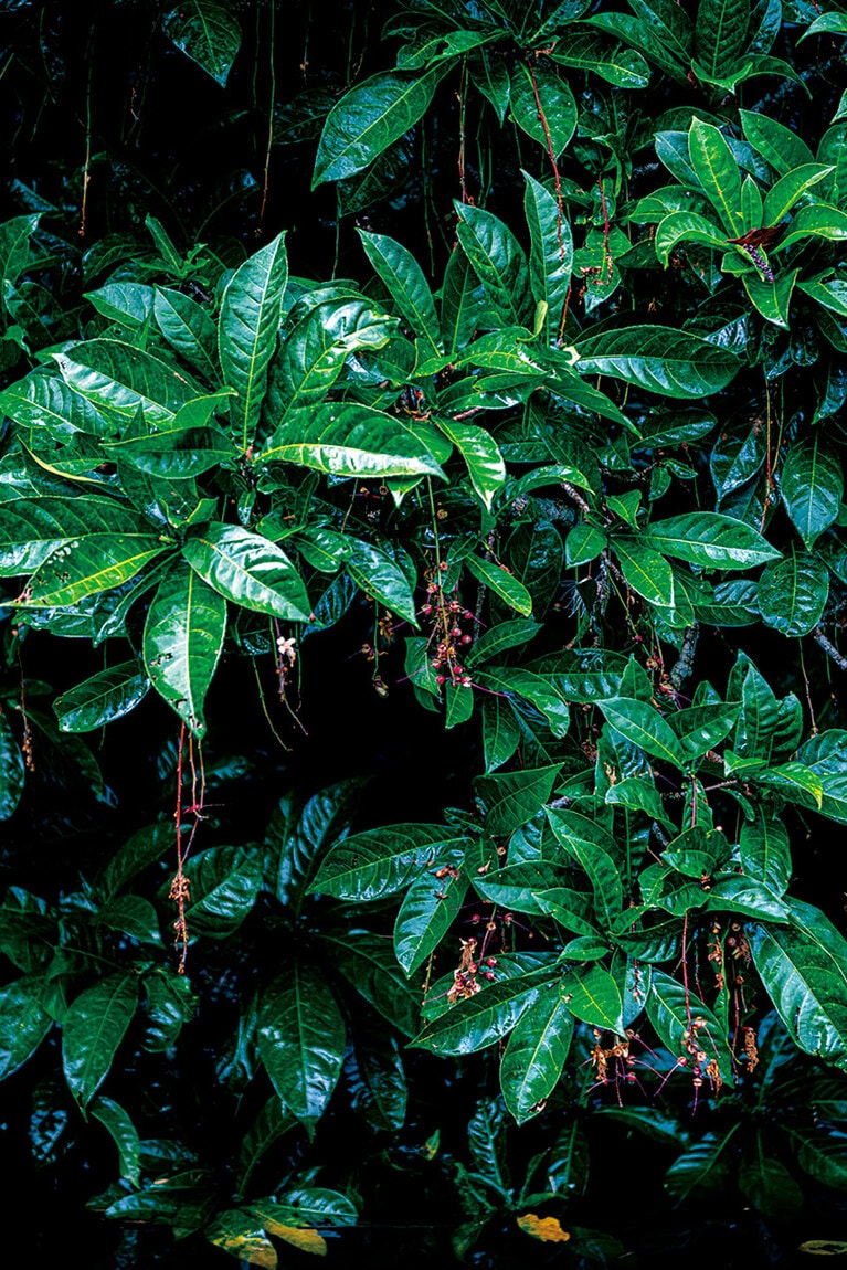 マングローブ林に生息するサガリバナの蕾。夏の夜に咲き朝には散る“幻の花”。