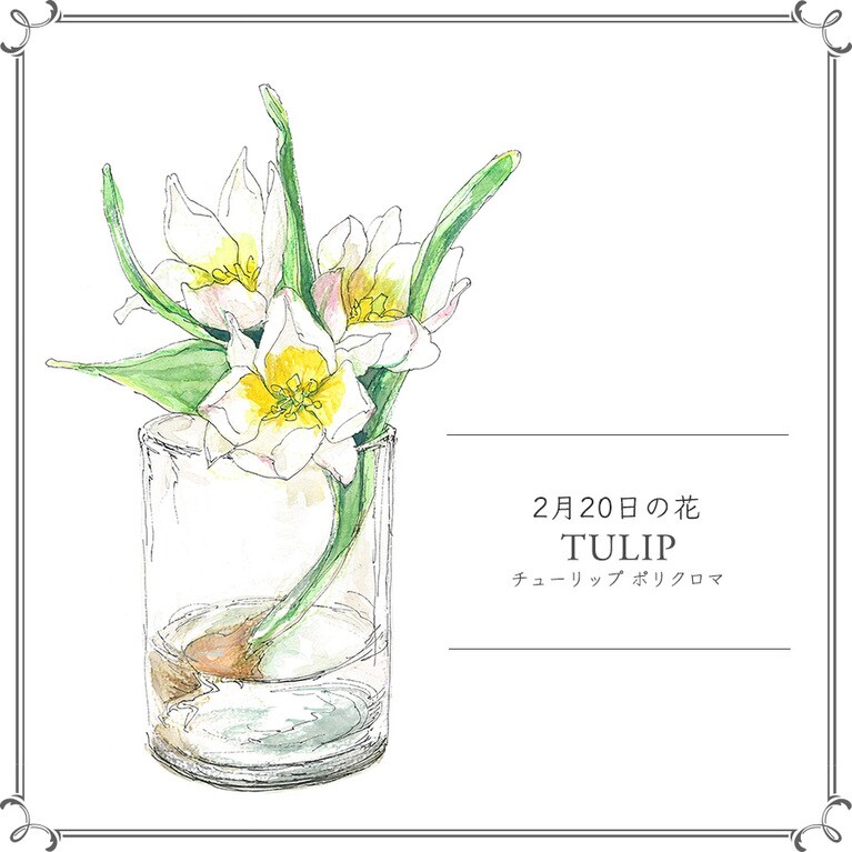 2月20日の花「チューリップ ポリクロマ」