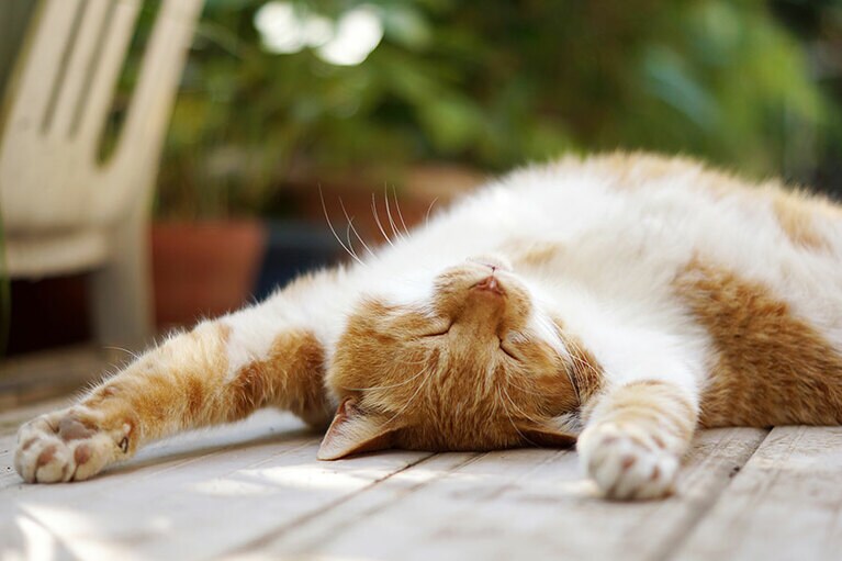 チャスケ ♂。2018年に亡くなりました。チャスケの寝顔を見ているとほっとしますし、幸せな気持ちになります。