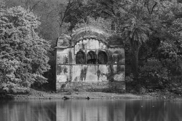 ランタンボール国立公園は、かつてこの地を収めていたジャイプールのマハラジャのハンティンググラウンドだった。歴史が残した遺構の中に、現代を生きる野生の虎の姿が浮かび上がる。©Koki Yamada