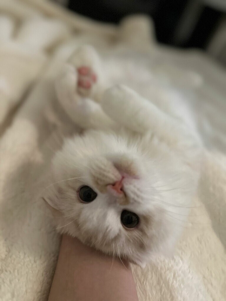 ハン オス 8カ月。毛布と一体化（yukieさん）。