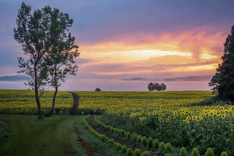 「ひまわりの目覚め」　蕪木佳子 2024年8月11日、小千谷市山本山沢山ポケットパーク