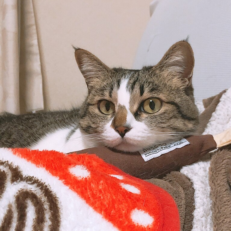 くくい ♀ 6歳。もともと保護猫。警戒心強めでしたが今では心を開き、色々な表情を見せてくれます。この魚のけりぐるみは大のお気に入り。あごに乗せてご満悦の様子を写真に収めました。