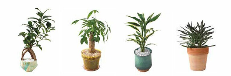 左から、ガジュマル、パキラ、ドラセナサンデリアーナ、コルジリネサンゴ。