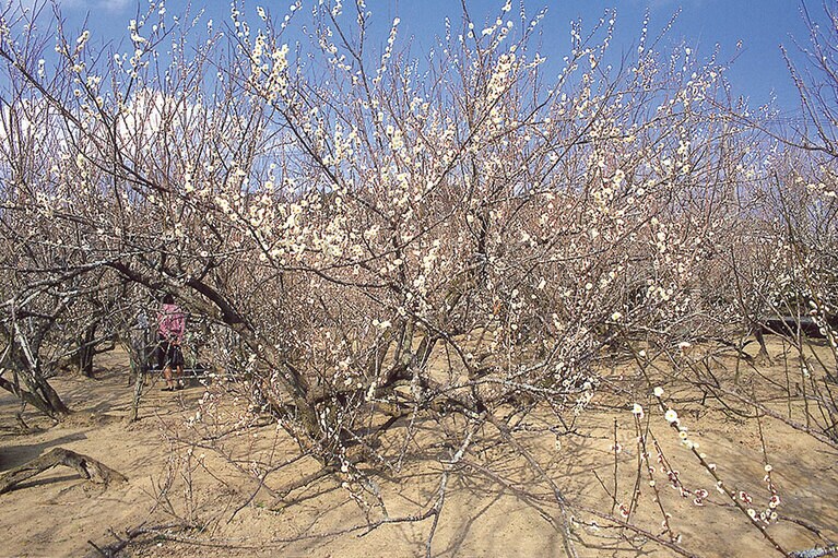 高岡の月知梅。