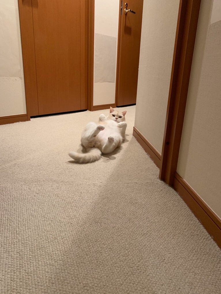 うちのこベストショット①「可愛い落とし物史上ナンバーワン」