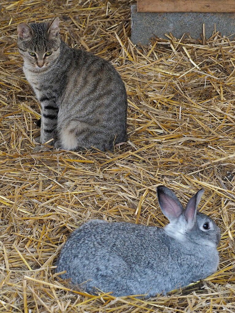 「にゃんであんなヤツが来年の『干支』なのニャ……我々のほうが『干支』に相応しいのにニャ！　いつになったら『猫年』が来るのニャ！！」