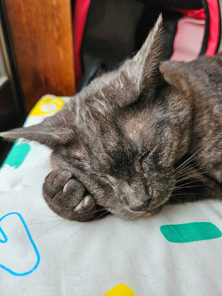 くろ メス 11歳。二週間前にエリザベスカラーが取れて、やっと手枕でぐっすり眠れるようになったね！怖がりでおドジで甘えん坊な我が家のアイドルくぅちゃん、いつもありがとう！（しんくろさん）。