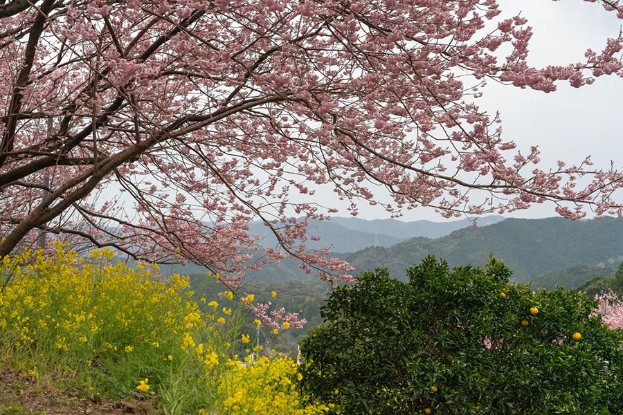 桑田山雪割桜。