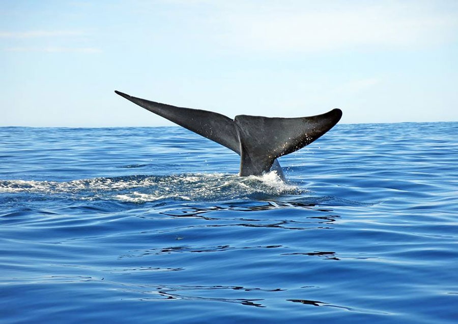 ウォッチングできるクジラの種類が多いことも、フーサヴィークの強み。