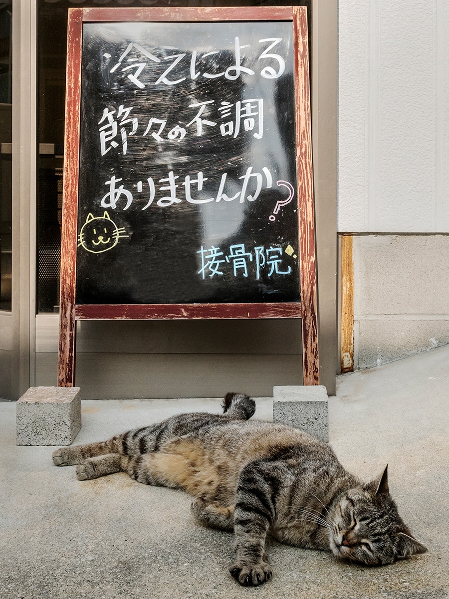 「まだまだ朝晩は冷えて節々が調子悪いのニャ！　モフモフしてほしいのニャ♪」