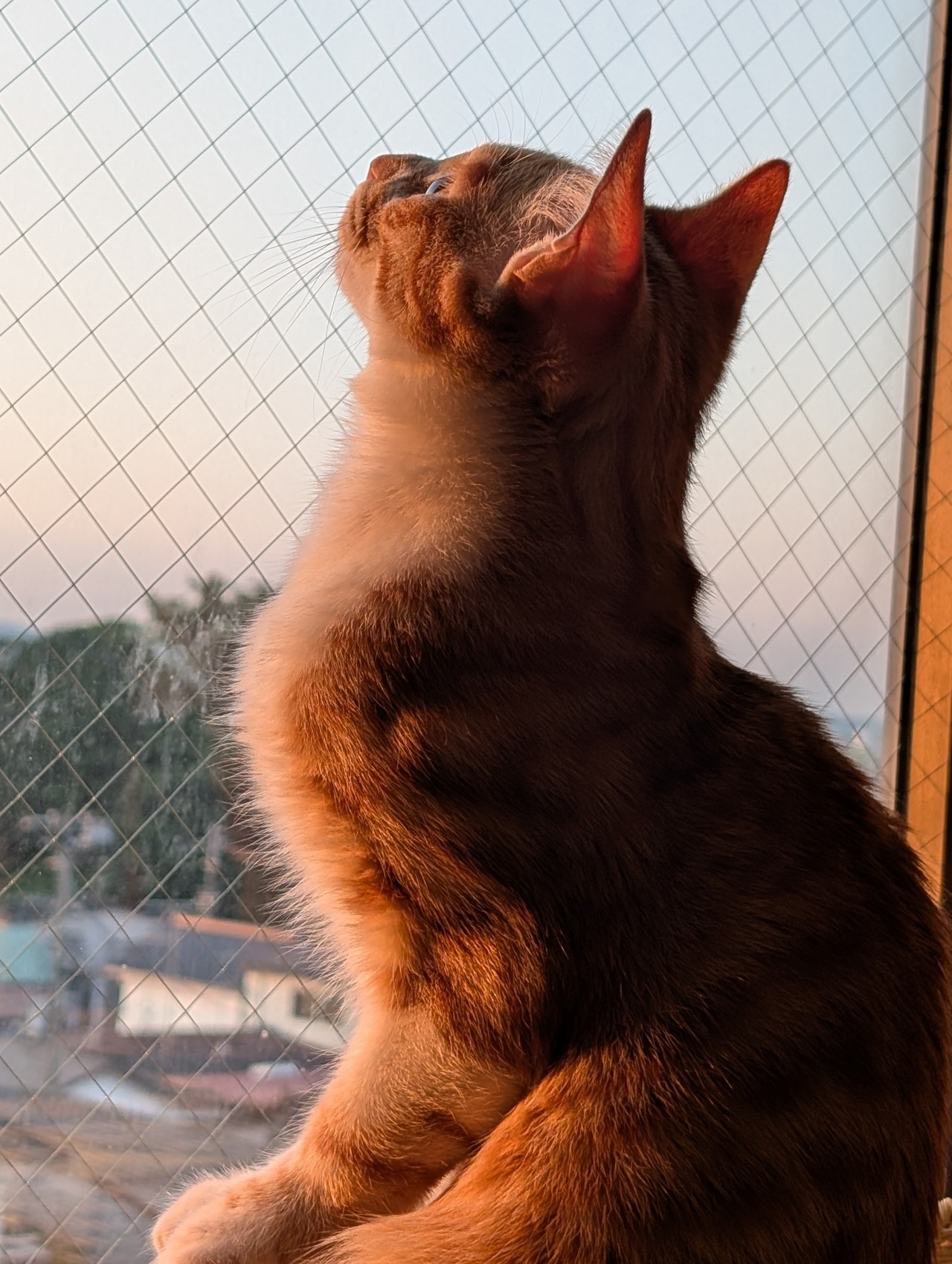 奇跡の瞬間部門4位：まめちゃん ♂ 1歳。