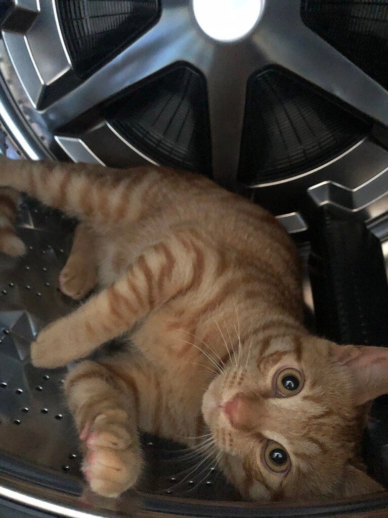 シンタロー ♂ 0歳。洗濯乾燥後に扉を開けていたら中でくつろいでいました😃