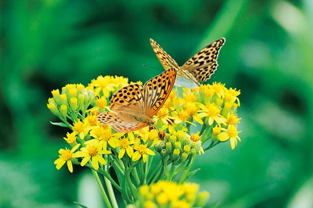 花畑に映えるヒョウモンチョウ。