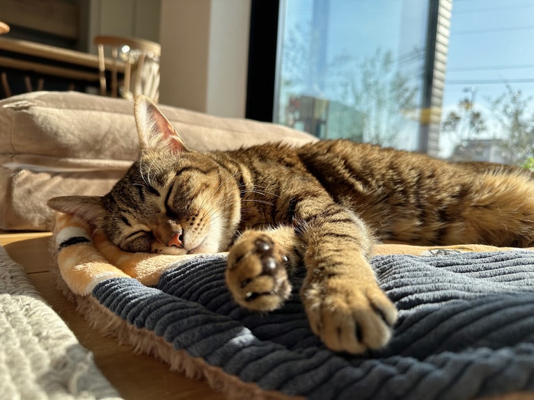 チェリーちゃん ♀ 10歳。「おだやかなチェリーちゃん。おうちの日当たりナンバーワンの場所がわかってるのでいつもそこでトロリンと寝てます♪」（飼い主さんより）。