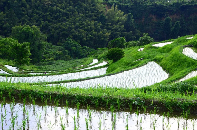 【大阪府】下赤阪の棚田。