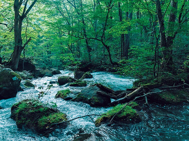 約14kmにわたり流れる奥入瀬渓流。天然の苔庭と森林が美しい。
