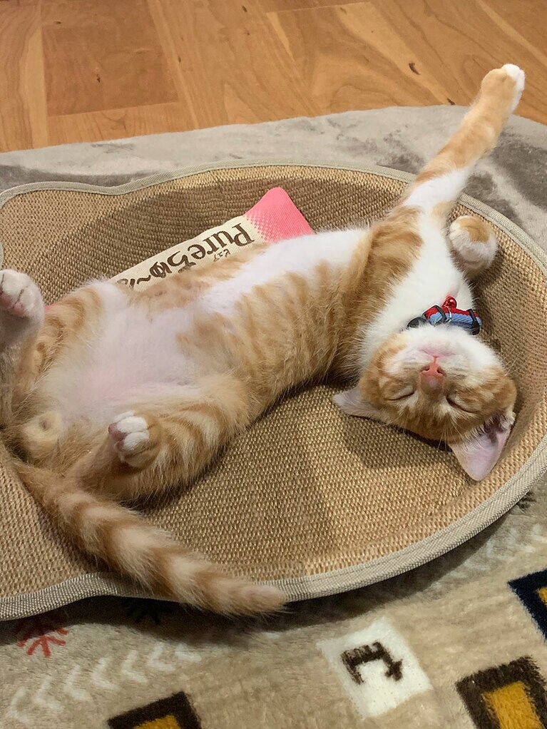 なつ オス 3歳。甘えん坊でいたずら好きなヤンチャっこです♡（ももさん）。