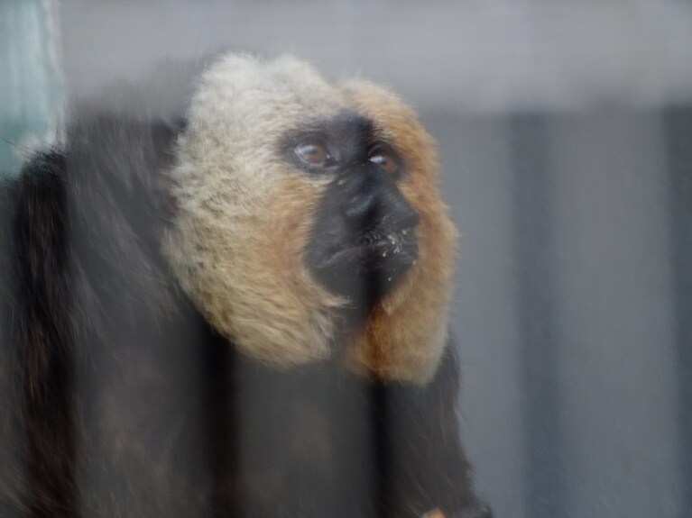 生誕祭当日のモップくん。