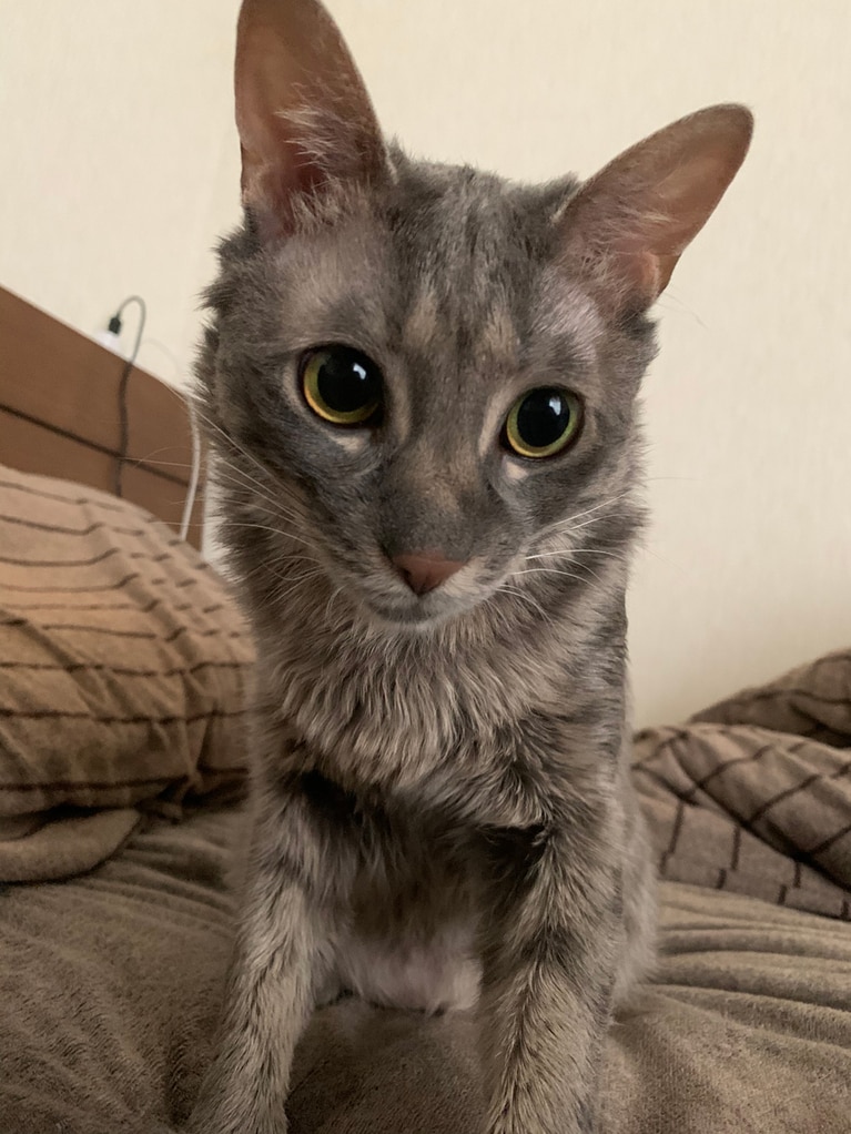 アル ♂ 2歳。寝起きでこの顔はズルい！