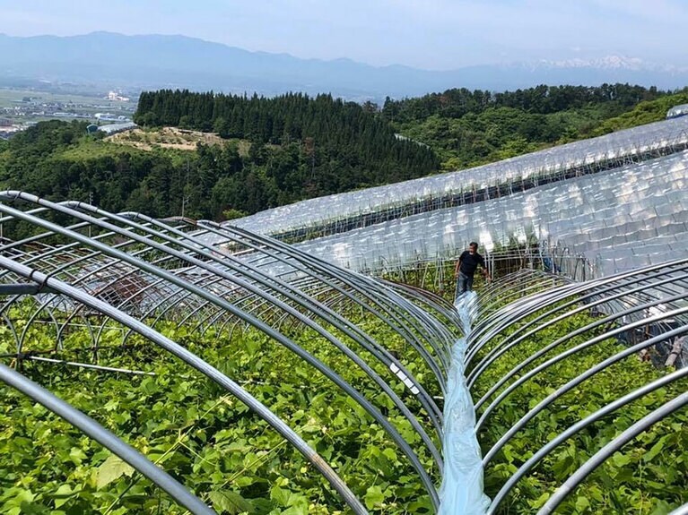 「イエローマジックワイナリー」の畑。ブドウの状態を見ながらビニールをかけたり、外したりしていく。