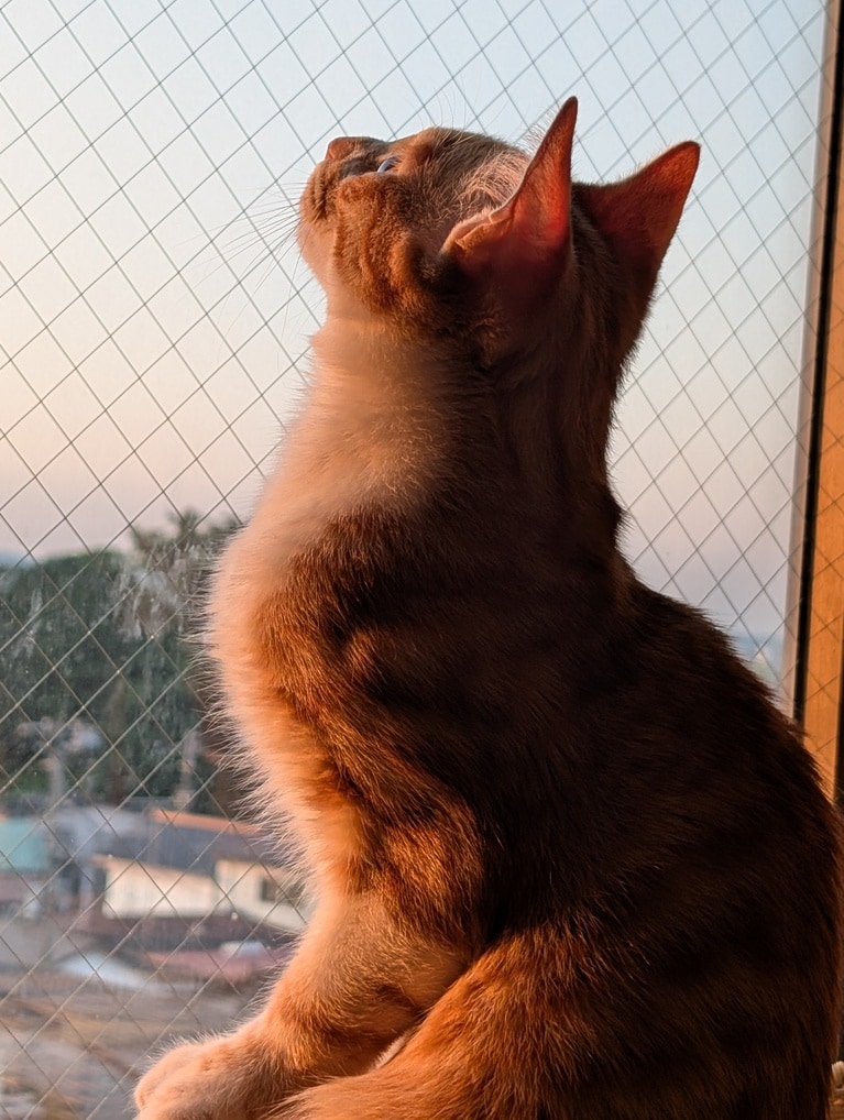 奇跡の瞬間部門4位：まめちゃん ♂ 1歳。