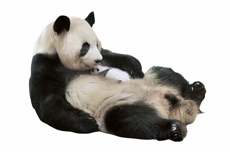 【日本】「良浜＆彩浜（らうひん＆さいひん）」わずか75gの体重で誕生した彩浜は、生まれた当初、自力で母乳を吸えず、命が危ぶまれた。／2018.9.13撮影 @アドベンチャーワールド