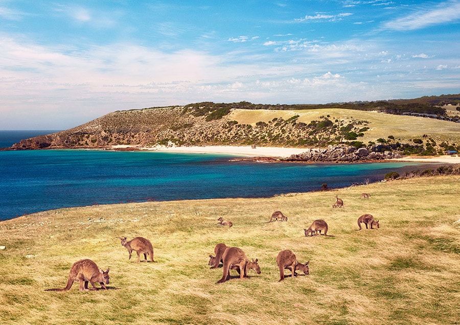 カンガルーがのんびりと草を食むカンガルー島のストークス・ベイ。photo:South Australian Tourism Commission