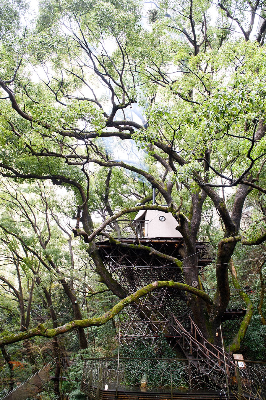 樹齢300年超のクスノキと一体化したようなツリーハウスは地上15メートルに位置する。