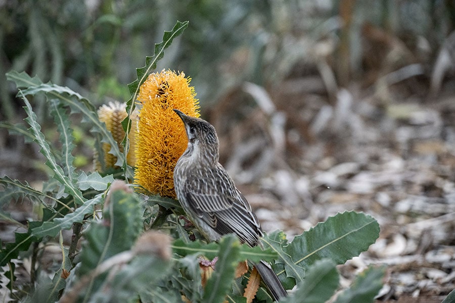 バンクシアの花は鳥たちに大人気。