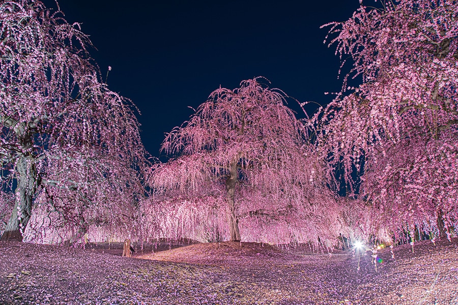 鈴鹿の森庭園のしだれ梅。