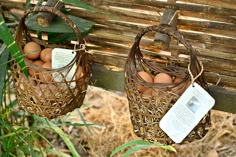 フリーレンジの鶏が産む卵で朝食を。