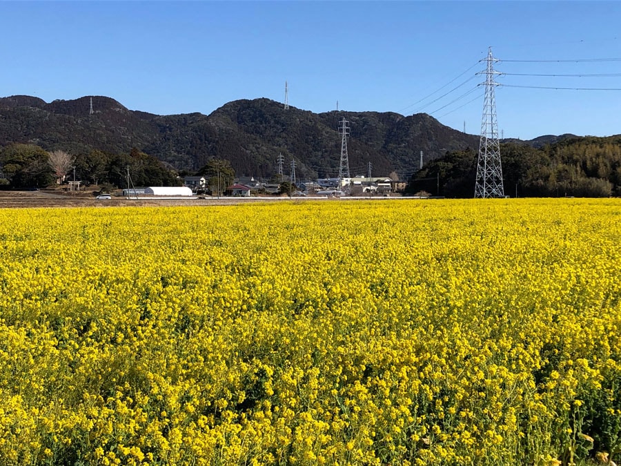 菜な畑ロード／千葉県